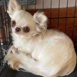 Phoebe - Chihuahua