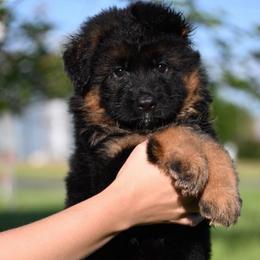 Cali - Black and red German Shepherd puppy in Azle, Texas from Nuckol's Canines German Shepherds