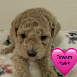 Dream - Cream female Poodle puppy in Bedford, Texas from S.H.A.R.P.’s Toy Poodles
