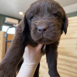 Dora - Brown female Newfoundland puppy in Brandenburg, Kentucky from Bluegrass River Newfoundlands