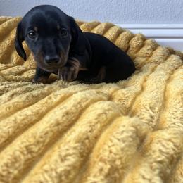 Mario - Black and tan male Dachshund puppy in Meridian, Id 83646 3658, Idaho from Boise Best Mini Dachshunds