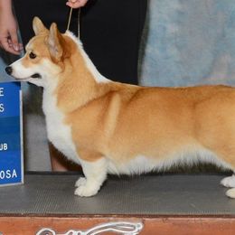 Kimi - Pembroke Welsh Corgi