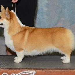 Kimi - Pembroke Welsh Corgi