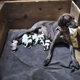 Girl 1 - Liver roan female German Shorthaired Pointer puppy in Henderson, Texas from C4 Gun Dogs