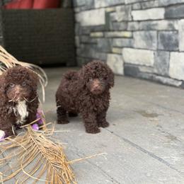 Smores - Brown male Double Doodle puppy in Millersburg, Ohio from T Sanctum