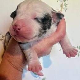 Boy 2 - male Alapaha Blue Blood Bulldog puppy in Grafton, Ohio from Eclipse Alapaha Kennels