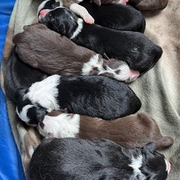 Border Collie Puppies from Pineview Farm