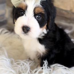 Bernedoodle, Cavapoo, and Goldendoodle Puppies from Blackberry Farm Puppies