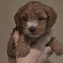 Astro - Red  male Goldendoodle puppy in Layton, Utah from Lauralyn's Goldendoodles