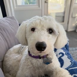 Yeti - Sheepadoodle