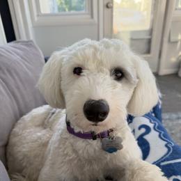 Yeti - Sheepadoodle