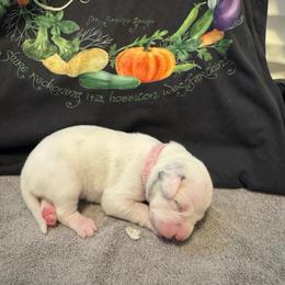 Rosie - White and black female Dalmatian puppy in Conroe, Texas from Saint Rocco's Dalmatians