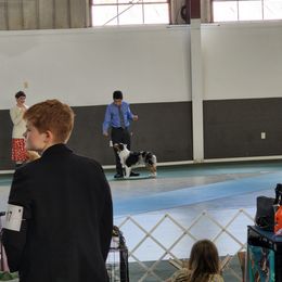 Miniature American Shepherd All Grown Up from Moon Phase Kennel