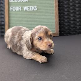 Blossom - Dapple female Dachshund puppy in Indianapolis, Indiana from Englehaus Dachshunds