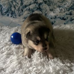 Brock - Gray and white male Siberian Husky puppy in Summerville, South Carolina from Carolina Husky Lodge