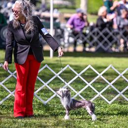 Tia - Chinese Crested