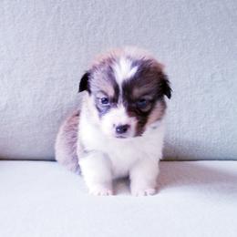 American Corgi and Pembroke Welsh Corgi Puppies from Whimsical Treasure Corgis
