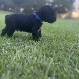 Miniature Schnauzer Puppies from Rebecca LeBoeuf
