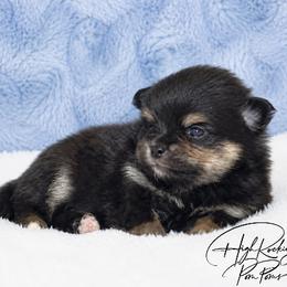 Boy 1 - Black and tan male Pomeranian puppy in Fort Jones, California from High Rocking Pom Poms