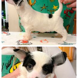 Chinese Crested and Poodle Puppies from Ariella Standard Poodles & Chinese Cresteds
