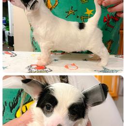 Chinese Crested and Poodle Puppies from Ariella Standard Poodles & Chinese Cresteds
