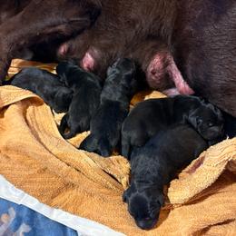 Boy 1 - Black male Labrador Retriever puppy in Davenport, New York from New England Premier English Labradors