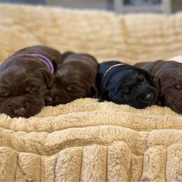 Labrador Retriever Puppies from RPAs Priceless Labradors