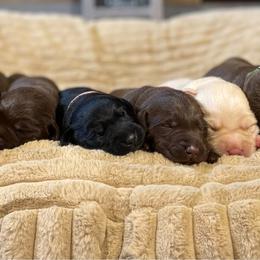 Labrador Retriever Puppies from RPAs Priceless Labradors