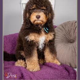Troy - Brown and tan male Cockapoo puppy in Connersville, Indiana from Deaz Doodle Ranch