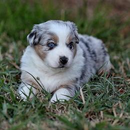 Sedona - Blue merle female Australian Shepherd puppy in Olivehurst, California from Double M Aussies