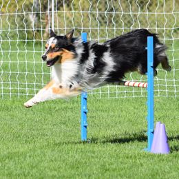 Australian Shepherd All Grown Up from Thunder River