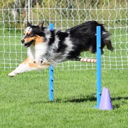 Australian Shepherd All Grown Up from Thunder River