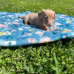 Atlas - Cream male Dachshund puppy in Milroy, Pennsylvania from Not Your Average Weiner