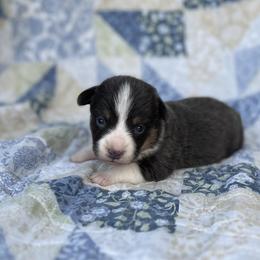 Iggy- natural bobtail - Blue male Pembroke Welsh Corgi puppy in Hope, Arkansas from Foxy Knoll Farm