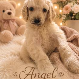Angel - Cream female Poodle puppy in Washington, Pennsylvania from Patriotic Poodles