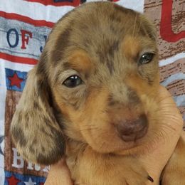 Dachshunds from Nickledachs Miniature Dachshunds