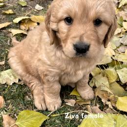 Golden Retriever Puppies from North Star Goldens