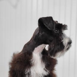 Miniature Schnauzer Puppies from Mert's Creek Miniature Schnauzers