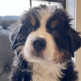 Green Boy - Black rust and white Bernese Mountain Dog puppy in Fitzgerald, Georgia from Southern Charm Bernese