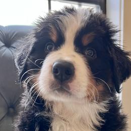 Green Boy - Black rust and white Bernese Mountain Dog puppy in Fitzgerald, Georgia from Southern Charm Bernese