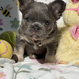 Lulee - Tricolors female French Bulldog puppy in Hemet, California from Bowman Pups
