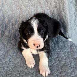 Boy 2 - Black and white male Border Collie puppy in Centerville, Washington from Forthright Farms