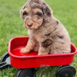 Manny- Green - Brown merle male Aussiedoodle puppy in West Monroe, Louisiana from Diamond M Poodles and Doodles