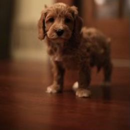 Australian Labradoodle Puppies from Majestic Labradoodles