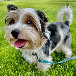 Panda - Biewer Terrier