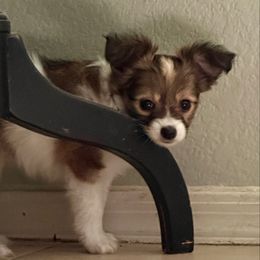 Dottie - Sable female Papillon puppy in Young, Arizona from Papillons in Arizona