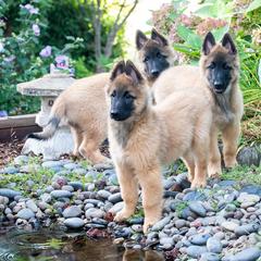 Belgian Tervuren Puppies from Meadowpark Belgian Tervuren, LLC