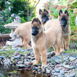 Belgian Tervuren Puppies from Meadowpark Belgian Tervuren, LLC