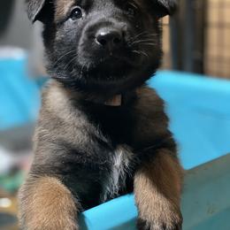 Belgian Malinois and German Shepherd Puppies from Madhouse’s Belgian Malinois and German Shepherds