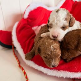 Cindy Lou Who - Blenheim female Cavapoo puppy in Utah County, Utah from Cascade Springs Doodles